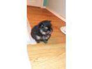 Pomeranian Puppy for sale in Midlothian, TX, USA