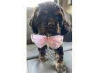 Cocker Spaniel Puppy for sale in Charlotte, NC, USA