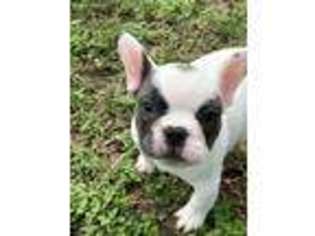 French Bulldog Puppy for sale in Belton, TX, USA