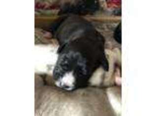 Great Dane Puppy for sale in Ridgefield, WA, USA