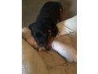 Rottweiler Puppy for sale in LITHIA, FL, USA