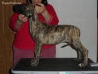 Great Dane Puppy for sale in Sobieski, WI, USA