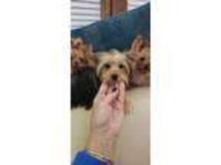 Yorkshire Terrier Puppy for sale in Valparaiso, IN, USA
