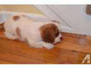 Cavalier King Charles Spaniel Puppy for sale in STATEN ISLAND, NY, USA
