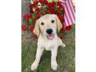 Golden Retriever Puppy for sale in Caseville, MI, USA