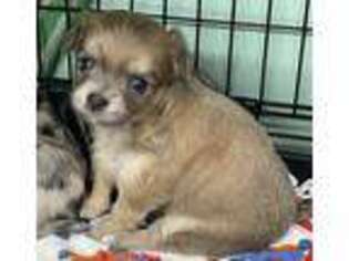 Chihuahua Puppy for sale in Interlachen, FL, USA