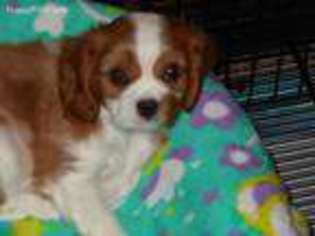 Cavalier King Charles Spaniel Puppy for sale in Reedsport, OR, USA