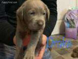 Labrador Retriever Puppy for sale in Crofton, KY, USA