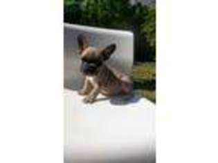 French Bulldog Puppy for sale in Bellflower, CA, USA