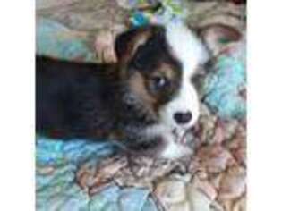 Pembroke Welsh Corgi Puppy for sale in Pink Hill, NC, USA