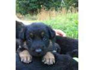 German Shepherd Dog Puppy for sale in Winlock, WA, USA