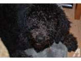 Labradoodle Puppy for sale in DELTONA, FL, USA