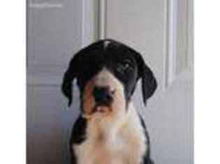 Great Dane Puppy for sale in Mount Sterling, KY, USA