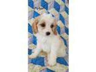Cavachon Puppy for sale in Penn Yan, NY, USA