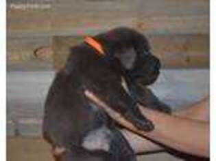 Labrador Retriever Puppy for sale in Shelby, IN, USA