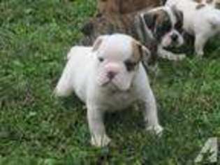 Bulldog Puppy for sale in SCHAEFFERSTOWN, PA, USA
