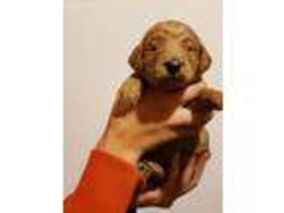 Goldendoodle Puppy for sale in Minford, OH, USA