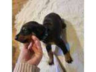 Doberman Pinscher Puppy for sale in Little Falls, NY, USA