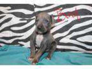 Great Dane Puppy for sale in Solomon, KS, USA