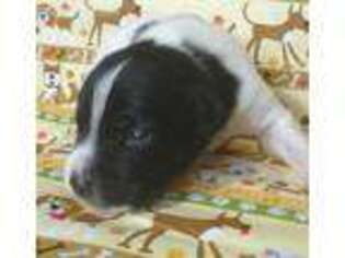 Jack Russell Terrier Puppy for sale in Albany, OR, USA