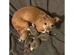 Italian Greyhound Puppy for sale in Jeffersonville, IN, USA