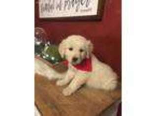 Mutt Puppy for sale in Stoutland, MO, USA