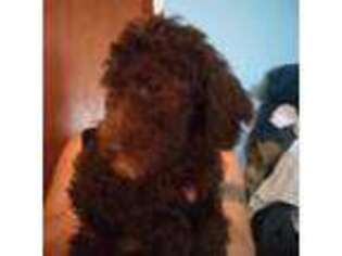 Labradoodle Puppy for sale in Cocoa, FL, USA