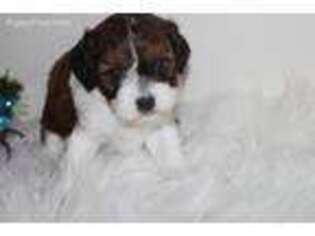 Cavapoo Puppy for sale in Neelyville, MO, USA
