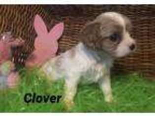 Cavalier King Charles Spaniel Puppy for sale in Eugene, OR, USA