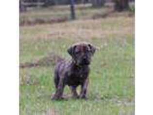 Boerboel Puppy for sale in Tomball, TX, USA