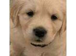 Golden Retriever Puppy for sale in Bowling Green, OH, USA