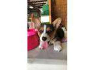 Pembroke Welsh Corgi Puppy for sale in Hickory Hills, IL, USA