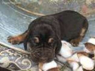 Bloodhound Puppy for sale in Lexington, OK, USA
