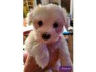 Coton de Tulear Puppy for sale in Fort Scott, KS, USA