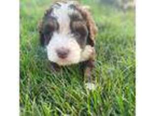Mutt Puppy for sale in Anderson, IN, USA