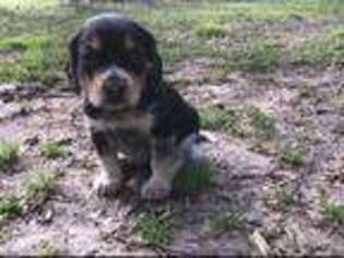 Beagle Puppy for sale in Mount Vernon, MO, USA