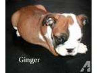 Bulldog Puppy for sale in LONDON, KY, USA