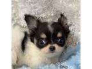 Chihuahua Puppy for sale in Logansport, IN, USA