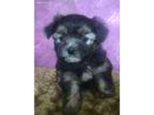 Shorkie Tzu Puppy for sale in Golden, MO, USA