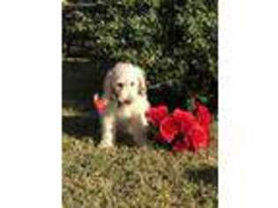 Goldendoodle Puppy for sale in Goose Creek, SC, USA