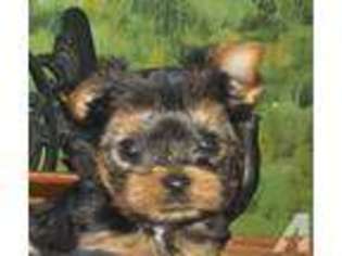 Yorkshire Terrier Puppy for sale in SMITHFIELD, KY, USA