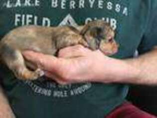 Dachshund Puppy for sale in Claremont, IL, USA