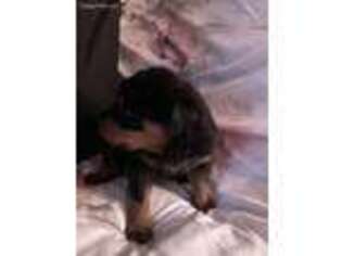 Rottweiler Puppy for sale in Haddam, CT, USA