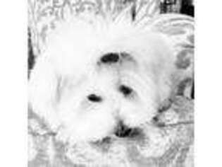 Coton de Tulear Puppy for sale in Hilton Head Island, SC, USA