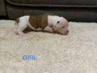 American Bulldog Puppy for sale in Hampton, VA, USA