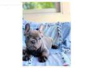 French Bulldog Puppy for sale in Frazier Park, CA, USA