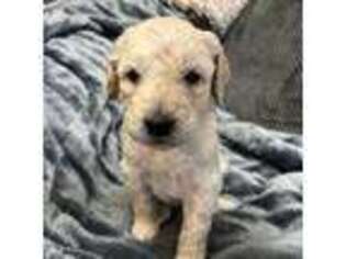 Goldendoodle Puppy for sale in Great Falls, MT, USA