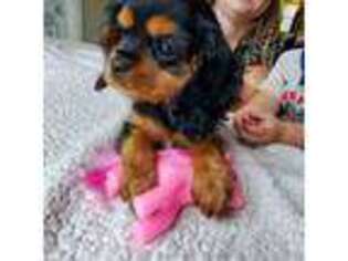 Cavalier King Charles Spaniel Puppy for sale in Annville, PA, USA