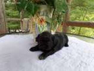 Mutt Puppy for sale in Hilliards, PA, USA