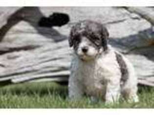 Cavapoo Puppy for sale in Grand Rapids, MI, USA